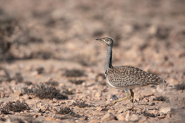 Kragentrappe (Chlamydotis undulata fuerteventurae)