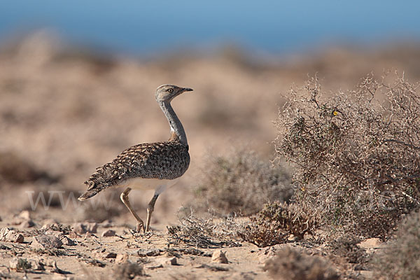 Kragentrappe (Chlamydotis undulata fuerteventurae)