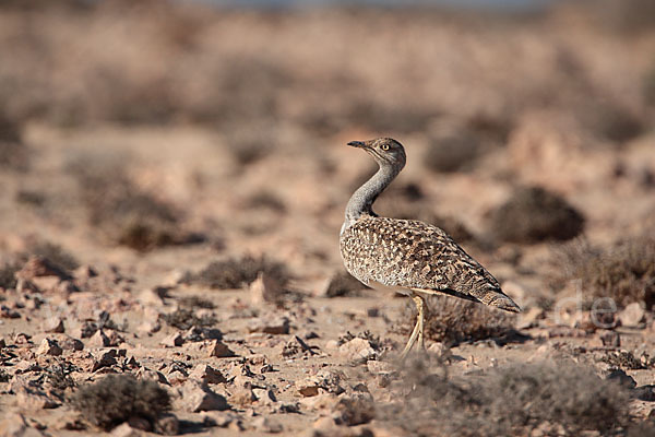 Kragentrappe (Chlamydotis undulata fuerteventurae)