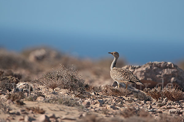 Kragentrappe (Chlamydotis undulata fuerteventurae)