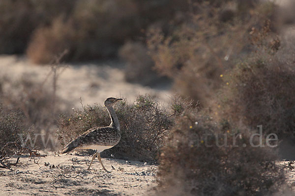 Kragentrappe (Chlamydotis undulata fuerteventurae)