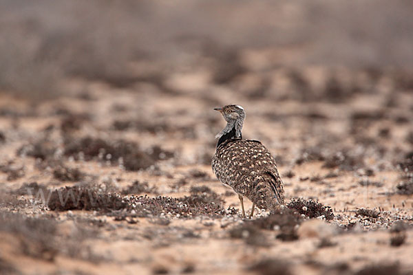 Kragentrappe (Chlamydotis undulata fuerteventurae)