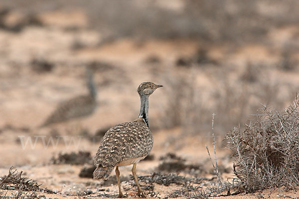 Kragentrappe (Chlamydotis undulata fuerteventurae)