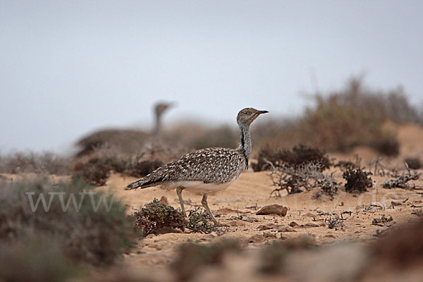 Kragentrappe (Chlamydotis undulata fuerteventurae)