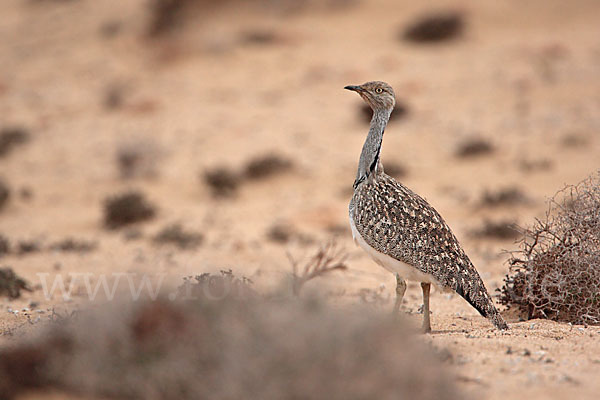 Kragentrappe (Chlamydotis undulata fuerteventurae)