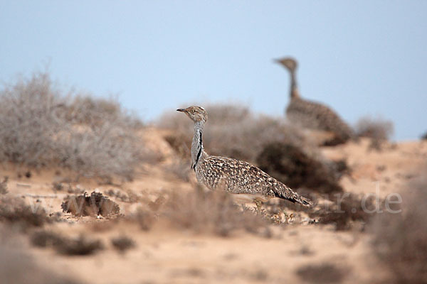 Kragentrappe (Chlamydotis undulata fuerteventurae)