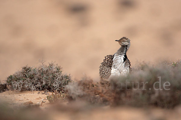 Kragentrappe (Chlamydotis undulata fuerteventurae)