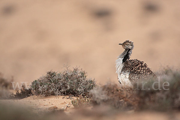 Kragentrappe (Chlamydotis undulata fuerteventurae)