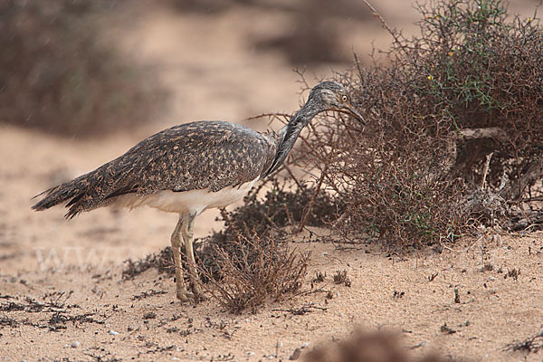 Kragentrappe (Chlamydotis undulata fuerteventurae)