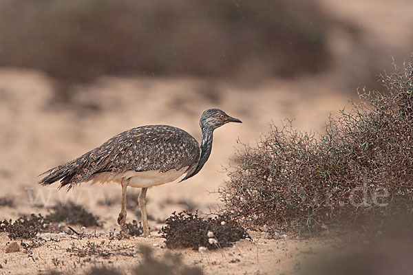 Kragentrappe (Chlamydotis undulata fuerteventurae)