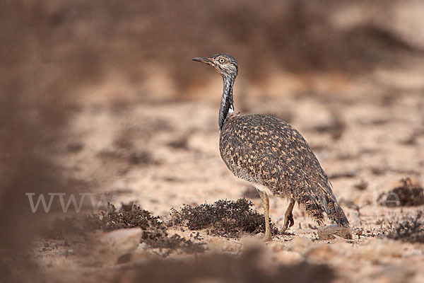 Kragentrappe (Chlamydotis undulata fuerteventurae)