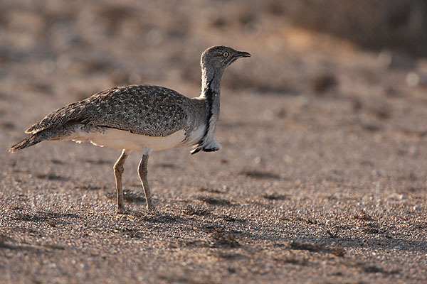 Kragentrappe (Chlamydotis undulata fuerteventurae)