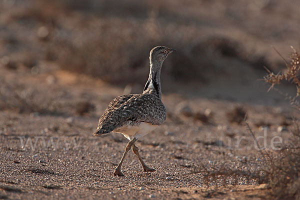 Kragentrappe (Chlamydotis undulata fuerteventurae)