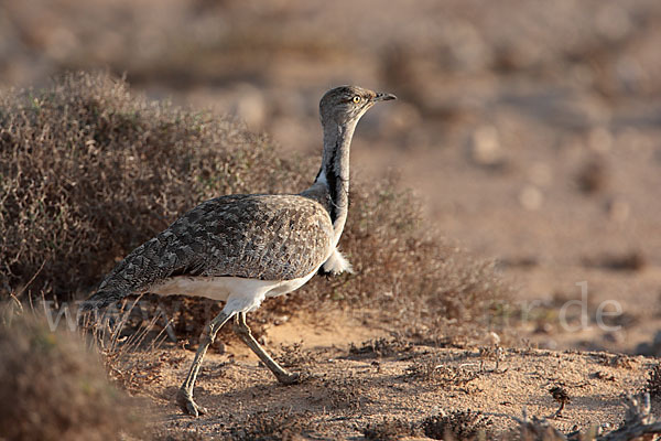 Kragentrappe (Chlamydotis undulata fuerteventurae)