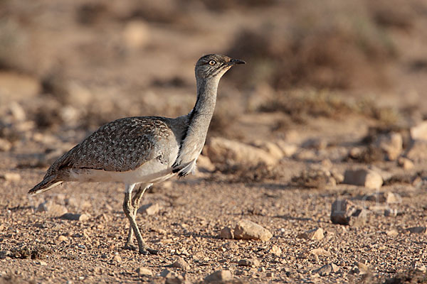 Kragentrappe (Chlamydotis undulata fuerteventurae)