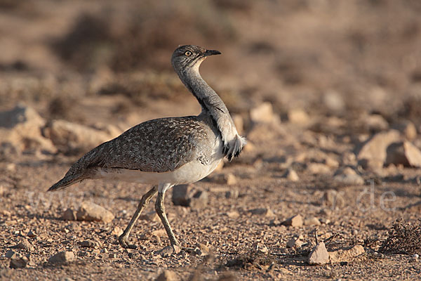 Kragentrappe (Chlamydotis undulata fuerteventurae)