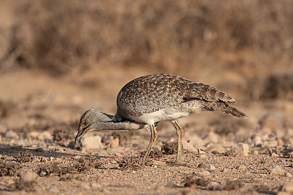 Kragentrappe (Chlamydotis undulata fuerteventurae)