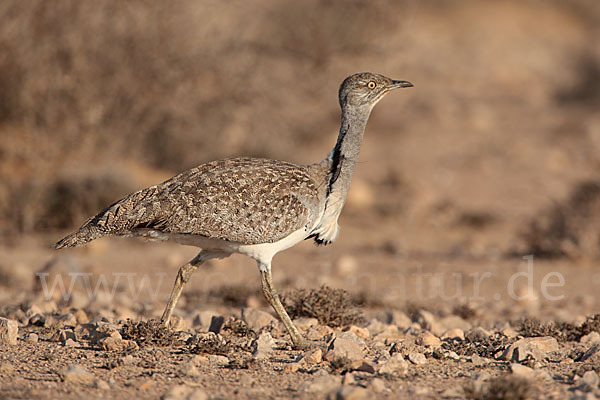 Kragentrappe (Chlamydotis undulata fuerteventurae)