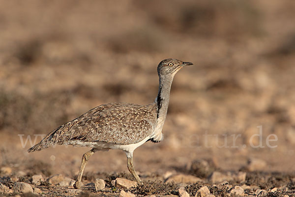 Kragentrappe (Chlamydotis undulata fuerteventurae)