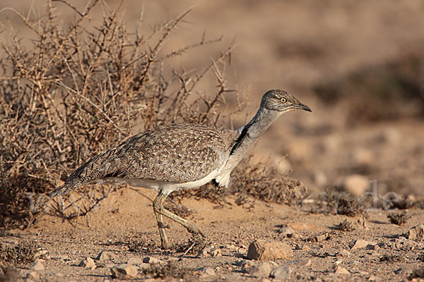 Kragentrappe (Chlamydotis undulata fuerteventurae)