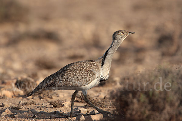 Kragentrappe (Chlamydotis undulata fuerteventurae)