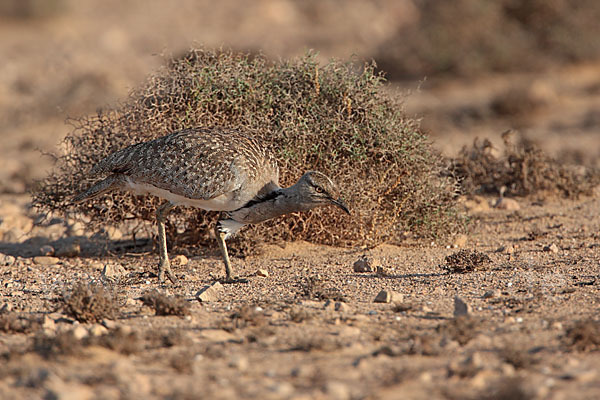 Kragentrappe (Chlamydotis undulata fuerteventurae)