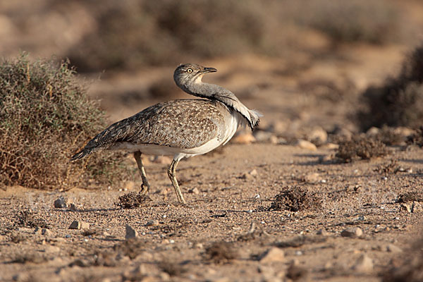 Kragentrappe (Chlamydotis undulata fuerteventurae)