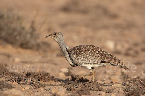 Kragentrappe (Chlamydotis undulata fuerteventurae)