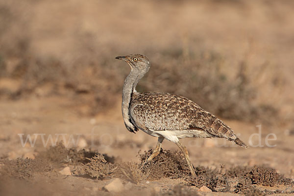 Kragentrappe (Chlamydotis undulata fuerteventurae)