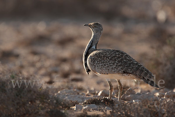 Kragentrappe (Chlamydotis undulata fuerteventurae)