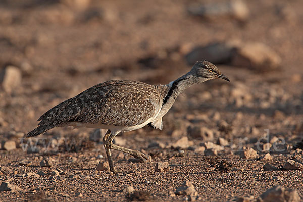 Kragentrappe (Chlamydotis undulata fuerteventurae)