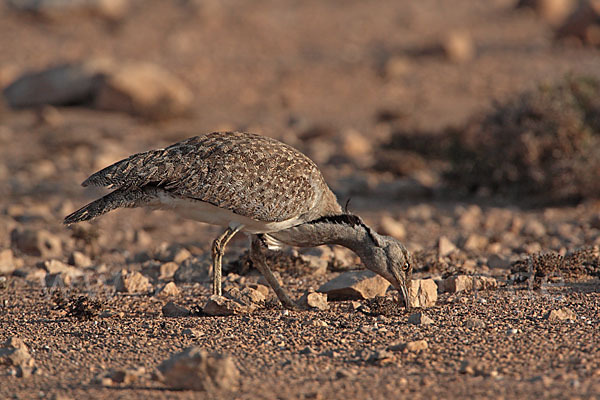 Kragentrappe (Chlamydotis undulata fuerteventurae)