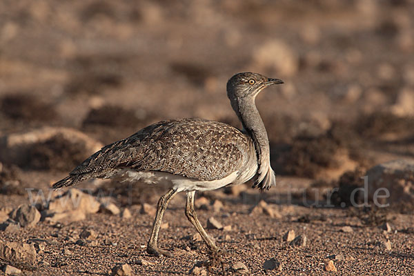 Kragentrappe (Chlamydotis undulata fuerteventurae)