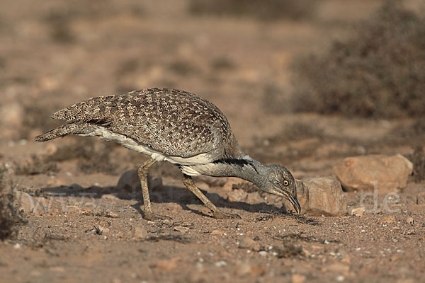 Kragentrappe (Chlamydotis undulata fuerteventurae)