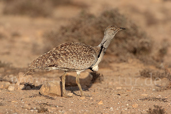 Kragentrappe (Chlamydotis undulata fuerteventurae)