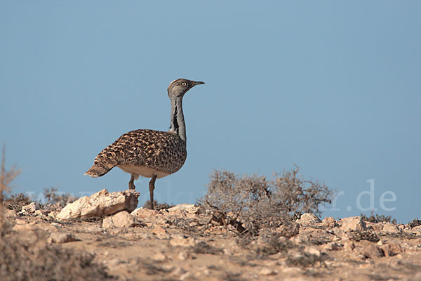 Kragentrappe (Chlamydotis undulata fuerteventurae)