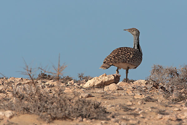 Kragentrappe (Chlamydotis undulata fuerteventurae)