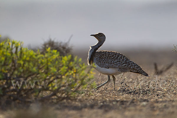 Kragentrappe (Chlamydotis undulata fuerteventurae)