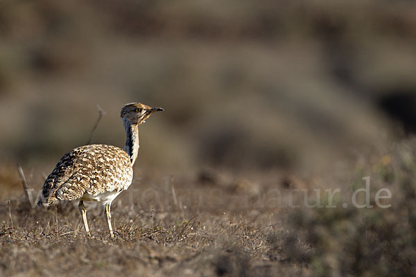 Kragentrappe (Chlamydotis undulata fuerteventurae)