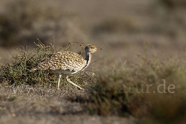 Kragentrappe (Chlamydotis undulata fuerteventurae)