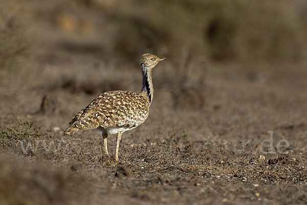 Kragentrappe (Chlamydotis undulata fuerteventurae)