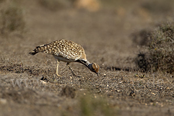 Kragentrappe (Chlamydotis undulata fuerteventurae)