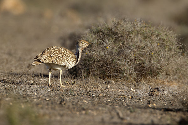 Kragentrappe (Chlamydotis undulata fuerteventurae)