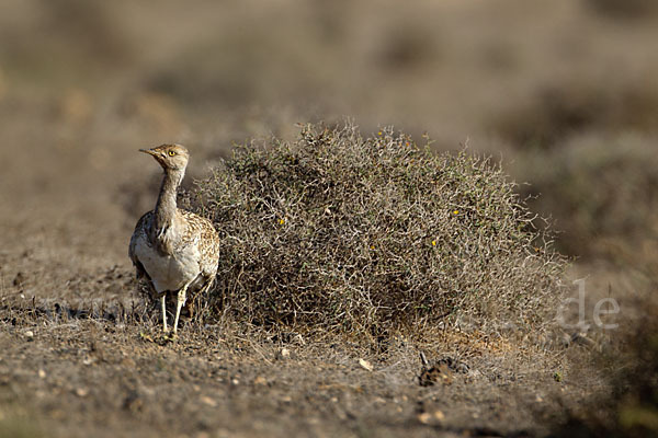 Kragentrappe (Chlamydotis undulata fuerteventurae)