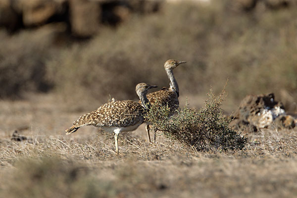 Kragentrappe (Chlamydotis undulata fuerteventurae)