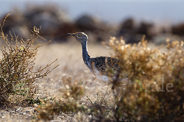 Kragentrappe (Chlamydotis undulata fuerteventurae)