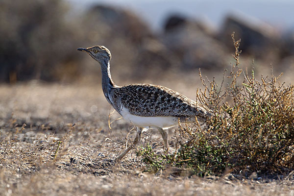 Kragentrappe (Chlamydotis undulata fuerteventurae)