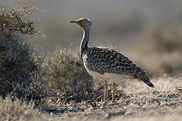 Kragentrappe (Chlamydotis undulata fuerteventurae)