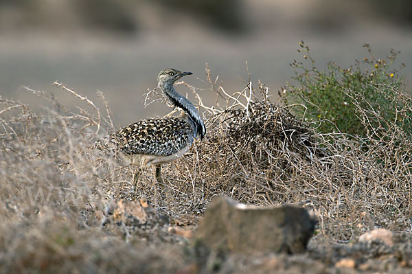 Kragentrappe (Chlamydotis undulata fuerteventurae)