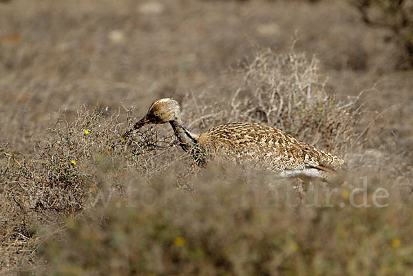 Kragentrappe (Chlamydotis undulata fuerteventurae)